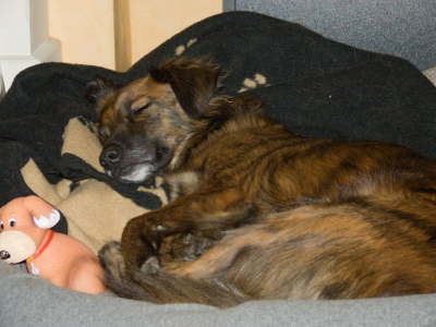 Scooby having a rest